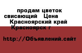 продам цветок свисающий › Цена ­ 150 - Красноярский край, Красноярск г.  »    